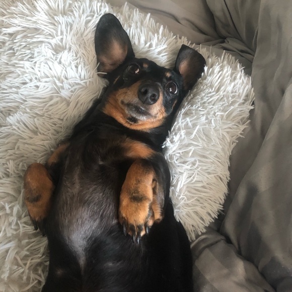 Meet your Posher, Addison - Picture 1 of 1